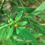 Bidens frondosa habit picture by Filip Arndt (cc-by-sa)