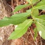 Eurybia conspicua leaf picture by jimmysong (cc-by-sa)