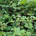 Rubus foliosus habit picture by Serge FLEITH (cc-by-sa)