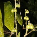 Adenophaedra grandifolia fruit picture by Nelson Zamora Villalobos (cc-by-nc)