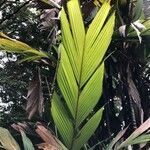 Iguanura wallichiana leaf picture by Pierre Bonnet (cc-by-sa)