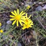 Senecio gallicus flower picture by zag aprilien (cc-by-sa)