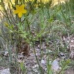 Chrysojasminum fruticans habit picture by Francois Mansour (cc-by-sa)