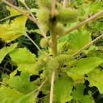 Xanthium strumarium flower picture by Mel Gäb (cc-by-sa)