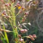 Panicum coloratum flower picture by susan brown (cc-by-sa)