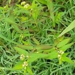 Euphorbia hypericifolia habit picture by Trap Hers (cc-by-sa)