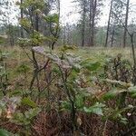 Berberis aquifolium habit picture by Amanda Brehm (cc-by-sa)