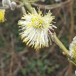 Salix cinerea flower picture by Nastassia Godeaux (cc-by-sa)