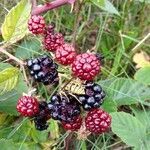 Rubus divaricatus fruit picture by Sabina Hartmann (cc-by-sa)