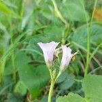 Ipomoea grandifolia (dammer) o'donell flower picture by Gonçalves da Cunha Lucas (cc-by-sa)