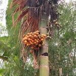 Areca catechu fruit picture by akbar sulaiman (cc-by-sa)