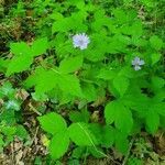 Geranium nodosum habit picture by Nicolas Lagarrigue (cc-by-sa)