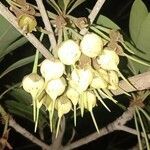 Madhuca longifolia flower picture by Afzal Basha (cc-by-sa)