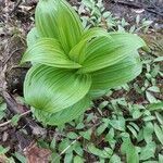 Veratrum viride leaf picture by Benjamin Villeneuve (cc-by-sa)