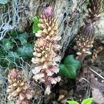 Orobanche hederae flower picture by Pierre BERTHE (cc-by-sa)