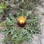 Carlina acanthifolia habit picture by Francois Mansour (cc-by-sa)