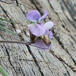 Vicia paucifolia flower picture by susan brown (cc-by-sa)