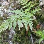 Asplenium adiantum-nigrum leaf picture by Antonio (cc-by-sa)