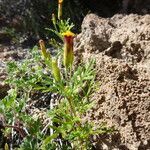 Tagetes multiflora habit picture by Fabien Anthelme (cc-by-sa)