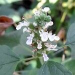 Teucrium vesicarium flower picture by Trap Hers (cc-by-sa)