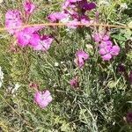 Dianthus seguieri habit picture by Chris Georges (cc-by-sa)