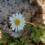 Bellium crassifolium flower picture by Sergio costantini (cc-by-sa)