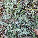 Artemisia umbelliformis habit picture by gregor (cc-by-sa)