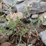 Murbeckiella pinnatifida habit picture by Yoan MARTIN (cc-by-sa)