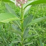 Asclepias syriaca habit picture by Rupert Lorenzer (cc-by-sa)