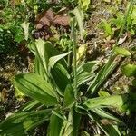 Cypripedium reginae leaf picture by Thierry Thierry Bessière (cc-by-sa)