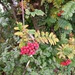 Sorbus aucuparia fruit picture by Rvt 063 (cc-by-sa)