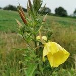 Oenothera glazioviana habit picture by charmeda (cc-by-sa)