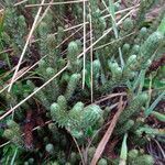 Alchemilla nivalis habit picture by Fabien Anthelme (cc-by-sa)