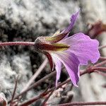 Geranium santanderiense flower picture by Fabien Anthelme (cc-by-sa)