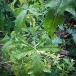 Althaea cannabina leaf picture by Mont Carol (cc-by-sa)