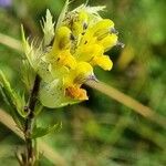 Rhinanthus glacialis flower picture by Jani Zadrgal (cc-by-sa)