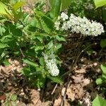 Prunus virginiana habit picture by Marilyse Goulet (cc-by-sa)