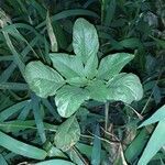 Amaranthus blitum leaf picture by davina darvin (cc-by-sa)