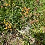 Bupleurum ranunculoides habit picture by Francois Mansour (cc-by-sa)