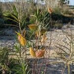 Gomphocarpus fruticosus fruit picture by Pasak Ewa (cc-by-sa)