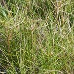 Brachypodium retusum habit picture by francois tissot (cc-by-sa)