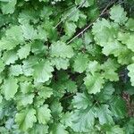 Quercus pubescens leaf picture by Gradwohl Markus (cc-by-sa)