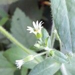 Cerastium rivulariastrum flower picture by Trap Hers (cc-by-sa)