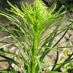 Liatris spicata leaf picture by Rita Chovan (cc-by-sa)