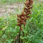 Orobanche lutea fruit picture by Andreas Häusler (cc-by-sa)