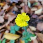 Ranunculus tuberosus flower picture by Dirk De Troyer (cc-by-sa)