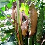 Monstera deliciosa fruit picture by elizondo Guzman ricardo javier (cc-by-sa)