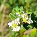 Lippia micromera flower picture by Trap Hers (cc-by-sa)