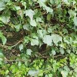 Hedera helix flower picture by York Jamie (cc-by-sa)