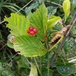 Rubus saxatilis flower picture by Karl Raffalt (cc-by-sa)